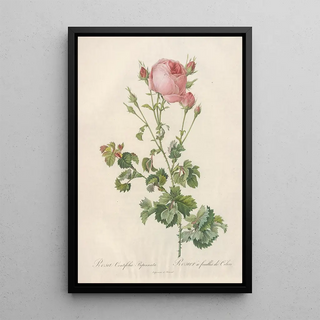 Pierre Joseph Redout - Rosa Centifolia Bipinnata.webp