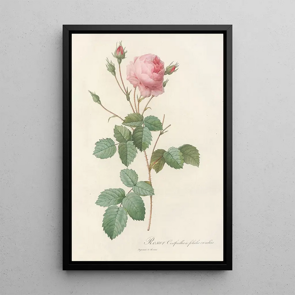 Rosa Centifolia Crenata - Pierre Joseph Redouté — gerahmtes Bild an der Wand