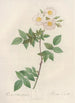 Rosa Collina Fastigiata - Pierre Joseph Redouté — Ansicht des Kunstwerks