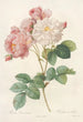 Rosa Damascena - Pierre Joseph Redouté — Ansicht des Kunstwerks