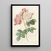 Rosa Damascena - Pierre Joseph Redouté — gerahmtes Bild an der Wand