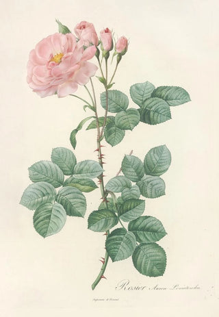 Pierre Joseph Redout - Rosa Damascena Aurora.webp