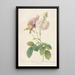 Rosa Damascena Celsiana Prolifera - Pierre Joseph Redouté — gerahmtes Bild an der Wand