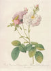Rosa Damascena Celsiana Prolifera - Pierre Joseph Redouté — Ansicht des Kunstwerks
