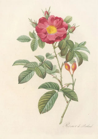 Pierre Joseph Redout - Rosa Damascena Coccinea.webp
