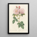 Rosa Damascena Italica - Pierre Joseph Redouté — gerahmtes Bild an der Wand