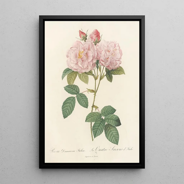 Rosa Damascena Italica - Pierre Joseph Redouté — gerahmtes Bild an der Wand