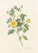 Rosa Eglanteria Luteola - Pierre Joseph Redouté — Ansicht des Kunstwerks