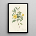Rosa Eglanteria Luteola - Pierre Joseph Redouté — gerahmtes Bild an der Wand