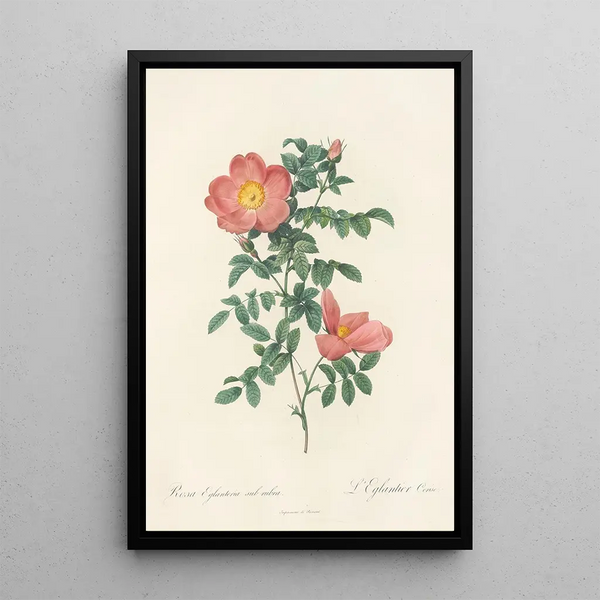 Rosa Eglanteria Sub Rubra - Pierre Joseph Redouté — gerahmtes Bild an der Wand