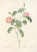 Rosa Foetida - Pierre Joseph Redouté — Ansicht des Kunstwerks