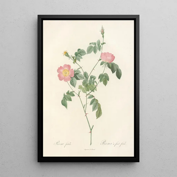 Rosa Foetida - Pierre Joseph Redouté — gerahmtes Bild an der Wand