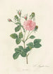 Rosa Gallica Agatha Incarnata - Pierre Joseph Redouté — Ansicht des Kunstwerks