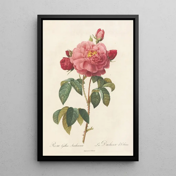 Rosa Gallica Aurelianensis - Pierre Joseph Redouté — gerahmtes Bild an der Wand