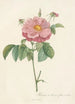 Rosa Gallica Flore Marmoreo - Pierre Joseph Redouté — Ansicht des Kunstwerks