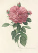 Rosa Gallica Flore giganteo - Pierre Joseph Redouté — Ansicht des Kunstwerks