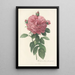 Rosa Gallica Flore giganteo - Pierre Joseph Redouté — gerahmtes Bild an der Wand