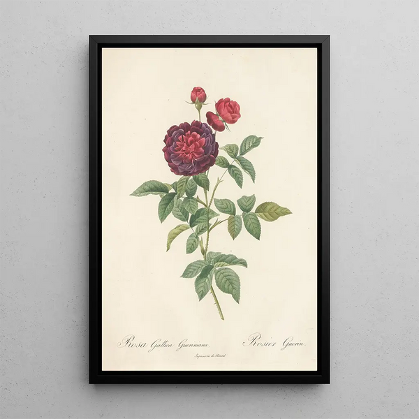 Rosa Gallica Gueriniana - Pierre Joseph Redouté — gerahmtes Bild an der Wand