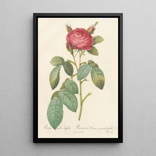 Rosa Gallica Latifolia - Pierre Joseph Redouté — gerahmtes Bild an der Wand