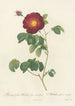 Rosa Gallica Maheka Flore Subsimplici - Pierre Joseph Redouté — Ansicht des Kunstwerks