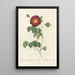 Rosa Gallica Maheka Flore Subsimplici - Pierre Joseph Redouté — gerahmtes Bild an der Wand