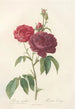 Rosa Gallica Purpuroviolacea Magna - Pierre Joseph Redouté — Ansicht des Kunstwerks