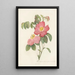 Rosa Gallica Rosea Flore Simplici - Pierre Joseph Redouté — gerahmtes Bild an der Wand