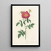 Rosa Gallica Stapeliae Flora - Pierre Joseph Redouté — gerahmtes Bild an der Wand