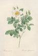 Rosa Geminata - Pierre Joseph Redouté — Ansicht des Kunstwerks