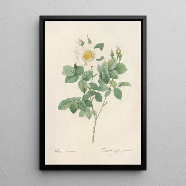 Rosa Geminata - Pierre Joseph Redouté — gerahmtes Bild an der Wand