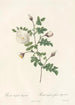 Rosa Hispida Argentea - Pierre Joseph Redouté — Ansicht des Kunstwerks