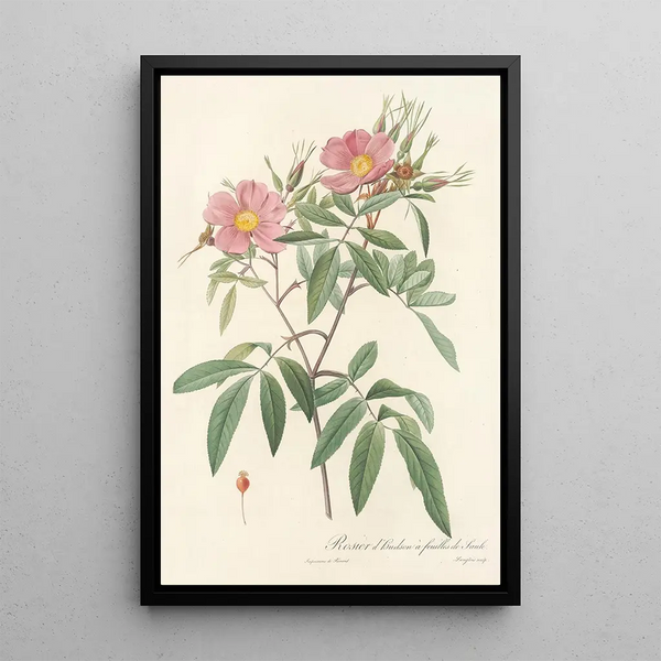 Rosa Hudsoniana Salicifolia - Pierre Joseph Redouté — gerahmtes Bild an der Wand