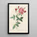 Rosa Indica - Pierre Joseph Redouté — gerahmtes Bild an der Wand