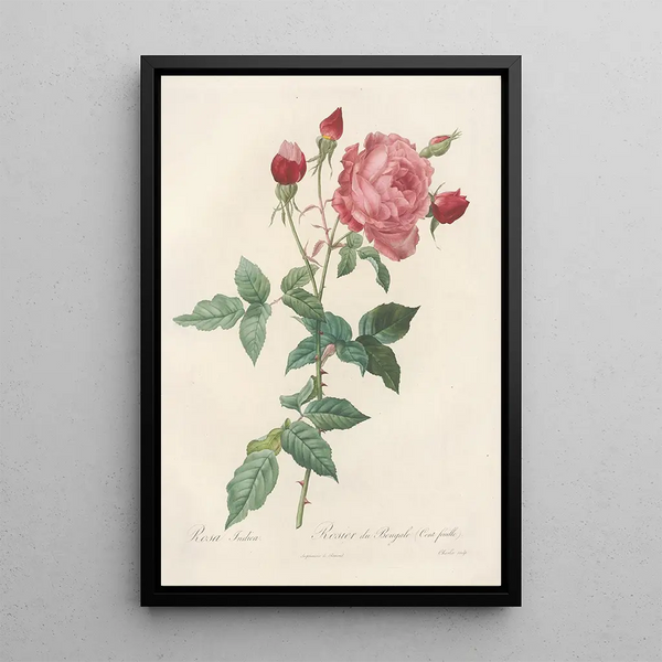 Rosa Indica - Pierre Joseph Redouté — gerahmtes Bild an der Wand