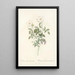 Rosa Indica Acuminata - Pierre Joseph Redouté — gerahmtes Bild an der Wand