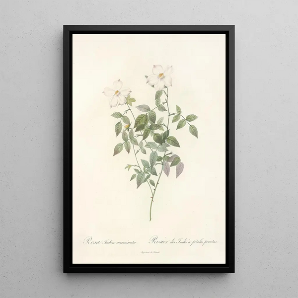 Rosa Indica Acuminata - Pierre Joseph Redouté — gerahmtes Bild an der Wand