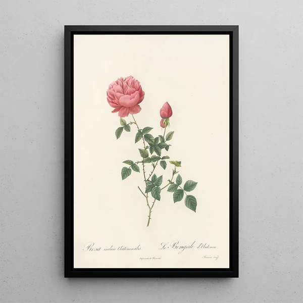 Rosa Indica Automnalis - Pierre Joseph Redouté — gerahmtes Bild an der Wand