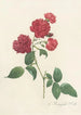 Rosa Indica Caryophyllea - Pierre Joseph Redouté — Ansicht des Kunstwerks