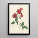 Rosa Indica Caryophyllea - Pierre Joseph Redouté — gerahmtes Bild an der Wand