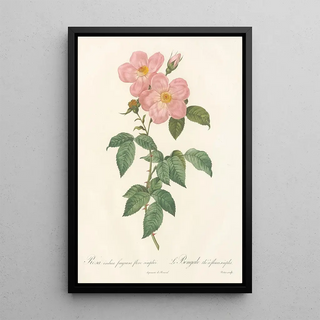 Pierre Joseph Redout - Rosa Indica Fragrans Flore Simplici.webp