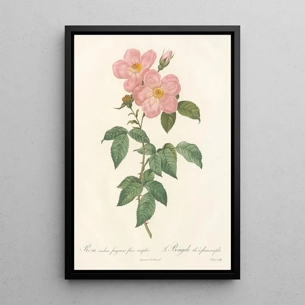 Rosa Indica Fragrans Flore Simplici - Pierre Joseph Redouté — gerahmtes Bild an der Wand