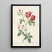 Rosa Indica Rosier de Chine à fleurs doubles - Pierre Joseph Redouté — gerahmtes Bild an der Wand