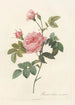Rosa Inermis - Pierre Joseph Redouté — Ansicht des Kunstwerks