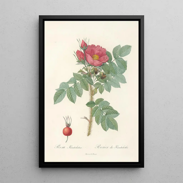 Rosa Kamtschatica - Pierre Joseph Redouté — gerahmtes Bild an der Wand