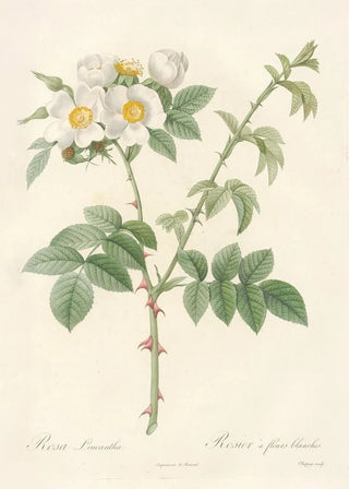 Pierre Joseph Redout - Rosa Leucantha.webp