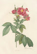Rosa Lheritieranea - Pierre Joseph Redouté — Ansicht des Kunstwerks