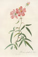 Rosa Longifolia - Pierre Joseph Redouté — Ansicht des Kunstwerks