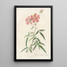 Rosa Longifolia - Pierre Joseph Redouté — gerahmtes Bild an der Wand