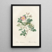 Rosa Malmundariensis - Pierre Joseph Redouté — gerahmtes Bild an der Wand