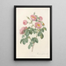 Rosa Mollissima Flore Submultiplici - Pierre Joseph Redouté — gerahmtes Bild an der Wand